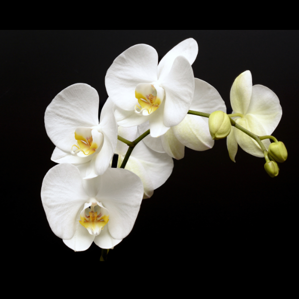 White orchid flower